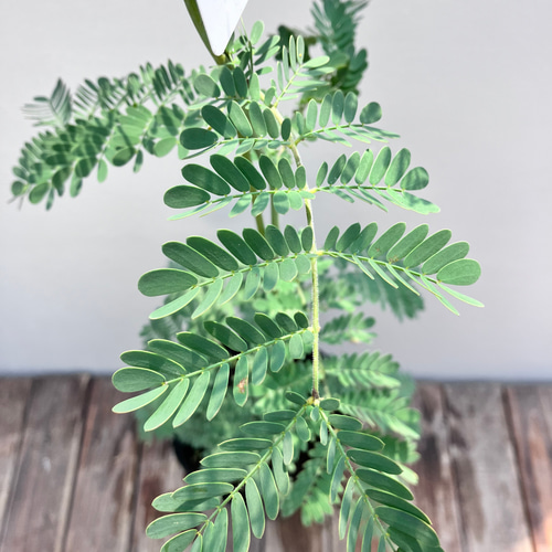 ☆再入荷☆かなり珍しいミモザアカシア「スペクタビリス」大株