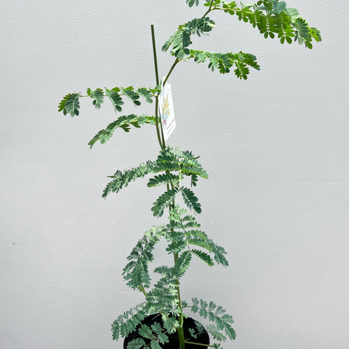 ☆再入荷☆かなり珍しいミモザアカシア「スペクタビリス」大株