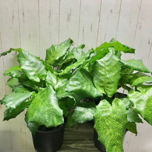 希少 モザイク柄 株立ち カラテア ムサイカ その他インテリア雑貨