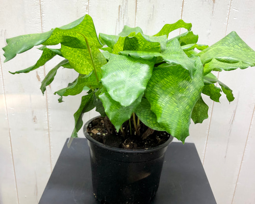 b67872b98105c542d8dd59aa7e5c15