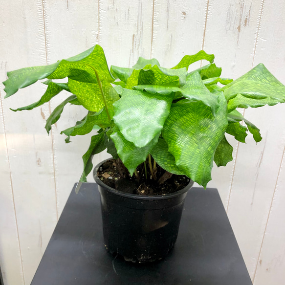 希少 モザイク柄 株立ち カラテア ムサイカ その他インテリア雑貨