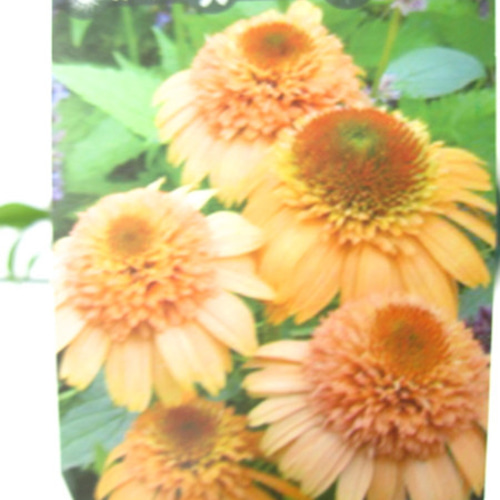 エキナセア☆シュプリームカンタロープ☆5号ロングスリット鉢植え☆お