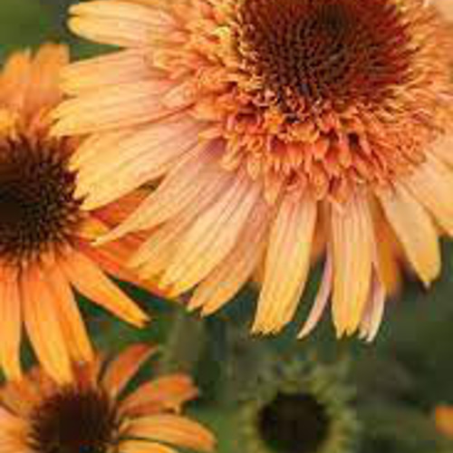 エキナセア☆シュプリームカンタロープ☆5号ロングスリット鉢植え☆お