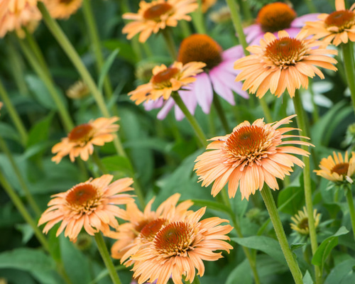 ラスト！エキナセア シュープリームカンタロープ⚠️札は付きません