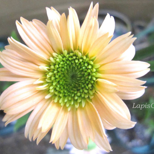 エキナセア☆シュプリームカンタロープ☆5号ロングスリット鉢植え☆お