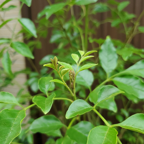大きめ♪シマトネリコ 鉢植え 観葉植物 シンボルツリー♪苗木