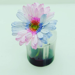 お花を染めてみよう 　　実験キット 2枚目の画像