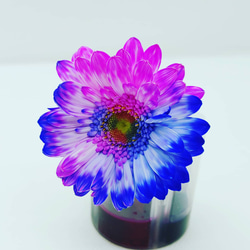 お花を染めてみよう 　　実験キット 3枚目の画像
