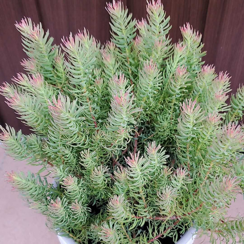 リューカデンドロン ジェイドパール 鉢植え 常緑樹 苗 アートフラワー