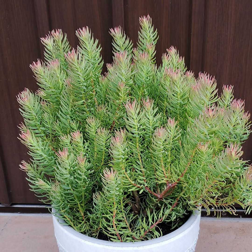 リューカデンドロン ジェイドパール 鉢植え 常緑樹 苗 アートフラワー