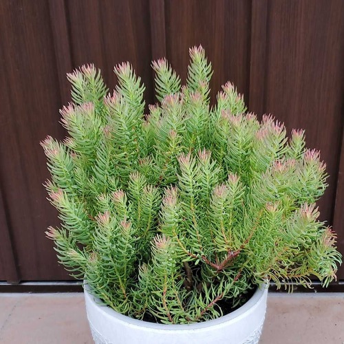 リューカデンドロン ジェイドパール 鉢植え 常緑樹 苗 アートフラワー