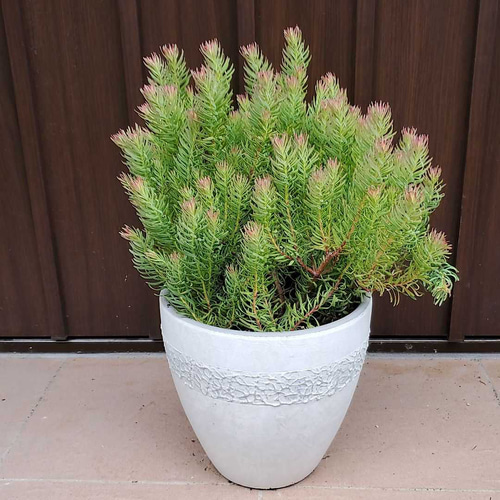 リューカデンドロン ジェイドパール 鉢植え 常緑樹 苗 アートフラワー