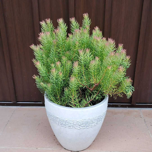 リューカデンドロン ジェイドパール 鉢植え 常緑樹 苗 アートフラワー