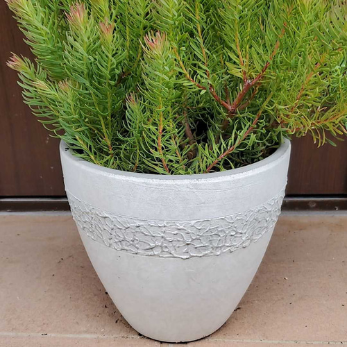 リューカデンドロン ジェイドパール 鉢植え 常緑樹 苗 アートフラワー