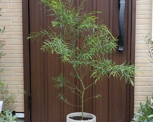 大きく成長中♪アカシア ブリスベンワトル お洒落鉢植え ミモザ