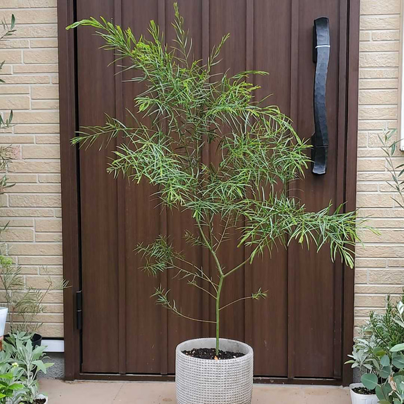 パールアカシア 鉢植え11 ミモザ 苗 オージープランツ（✨✨入荷