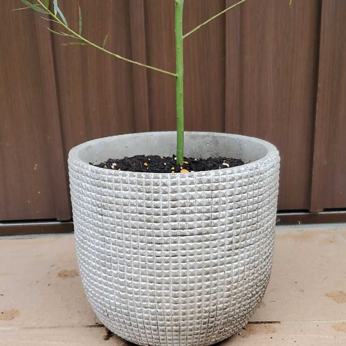 パールアカシア　鉢植え47　苗　ミモザ　オージープランツ 可愛い♪ パールアカシア 鉢植え ミモザ苗 オージープランツ