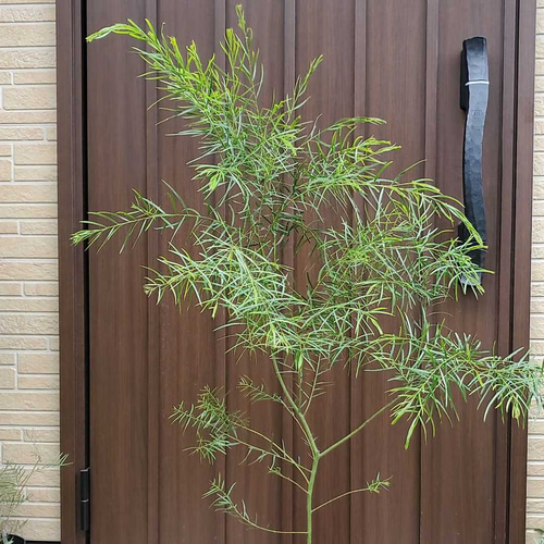 【花芽付き】希少 アカシア コンフェルタ オージープランツ ふわふわ 観葉植物 希少》【花芽付き】アカシア コンフェルタ オージープランツ 観葉植物