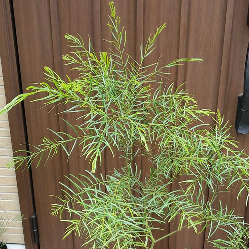 アカシア ブリスベンワトル 鉢植え ミモザ苗 オージープランツ 盆栽