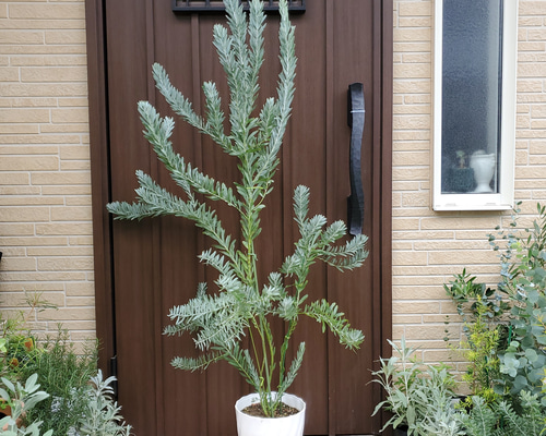 大苗 ミモザアカシア プルプレア 7寸ポット苗 庭木 アカシア