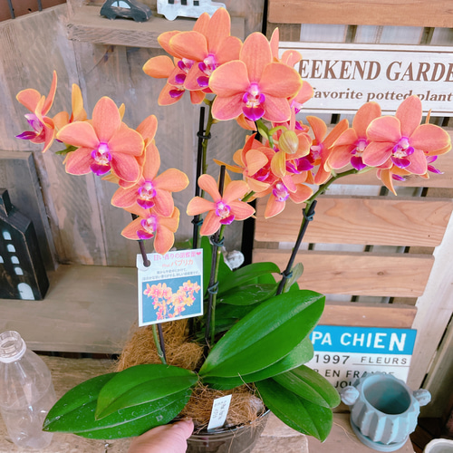 現品♡【甘い香りのする素敵な胡蝶蘭】陶器鉢♡贈り物やプレゼントにも