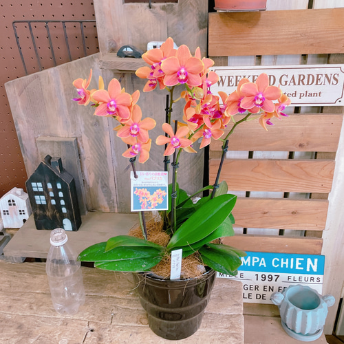 現品♡【甘い香りのする素敵な胡蝶蘭】陶器鉢♡贈り物やプレゼントにも