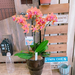 現品♡【甘い香りのする素敵な胡蝶蘭】陶器鉢♡贈り物やプレゼントにも