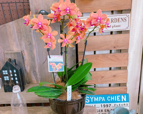 オレンジ 胡蝶蘭 アートフラワー 陶器鉢 df4ad348f36b766eef62da4f728df3