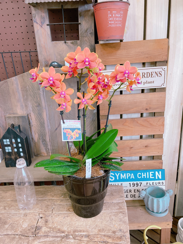 現品♡【甘い香りのする素敵な胡蝶蘭】陶器鉢♡贈り物やプレゼントにも