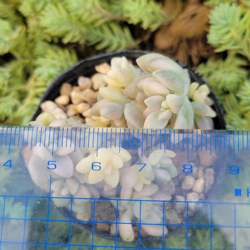 姫秋麗錦 ミリナエ錦 多肉植物 グラプトペタルム その他インテリア雑貨