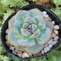 訳あり ピンクチップス 多肉植物 エケベリア その他インテリア雑貨