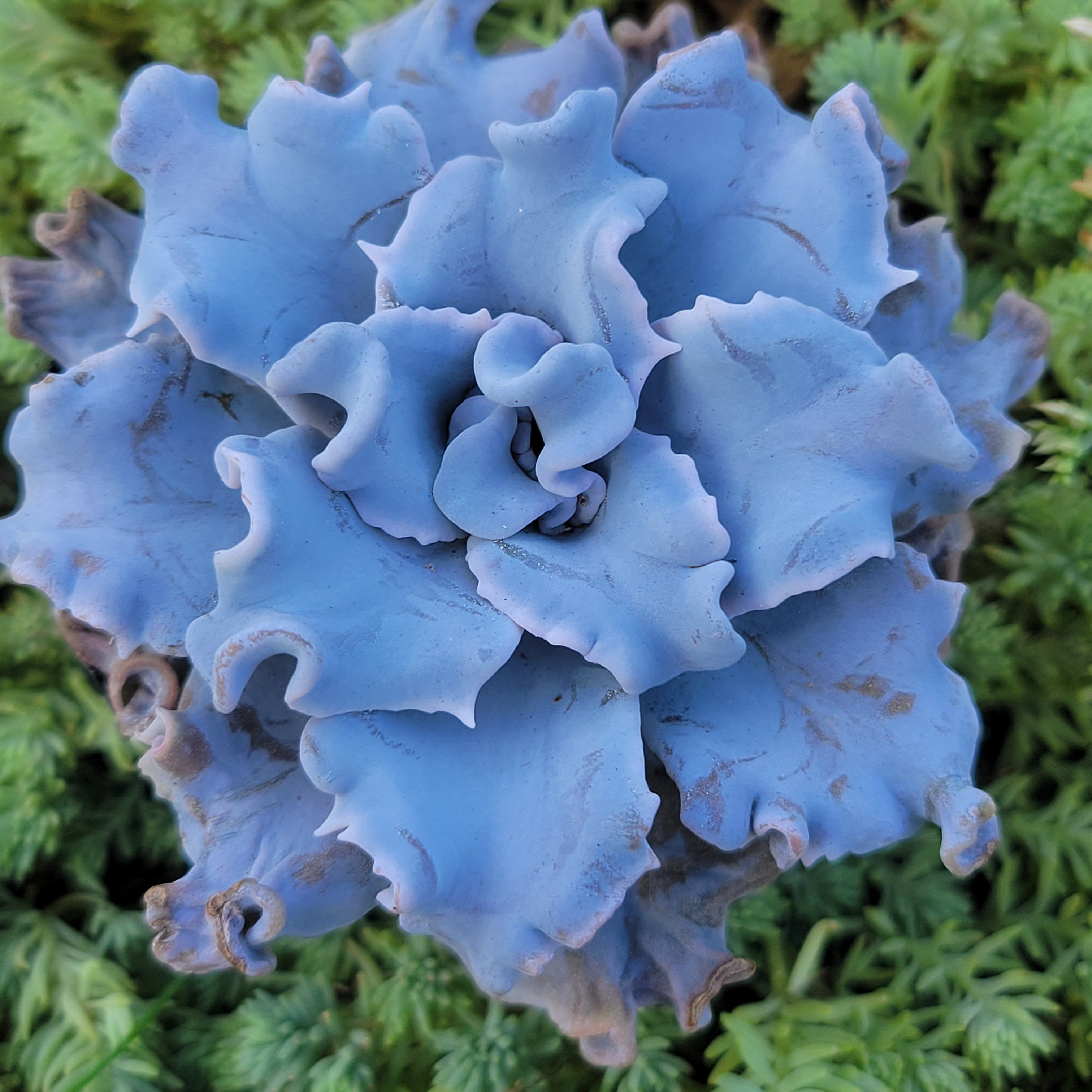 高級品種‼️ クリスペートビューティー 多肉植物 エケベリア