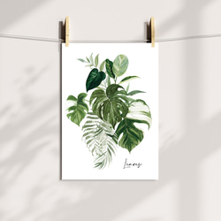 ポスター　夏の葉 / i0847 /  モンステラなどの涼しげなインテリアグリーン　観葉植物　インテリアポスター 3枚目の画像