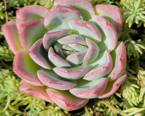 レッドラインエレガンス 多肉植物 エケベリア その他インテリア雑貨