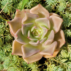 訳あり ピンクチップス 多肉植物 エケベリア その他インテリア雑貨