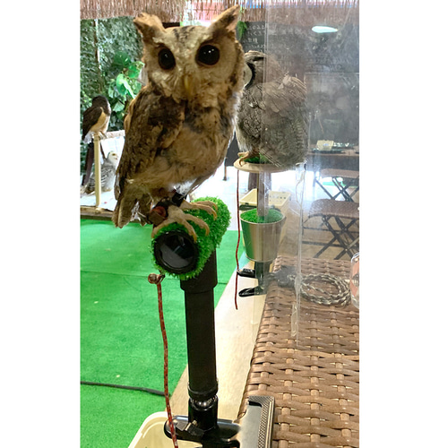 小型猛禽用クリップ式簡易パーチ フクロウやチョウゲンボウなど ハウス