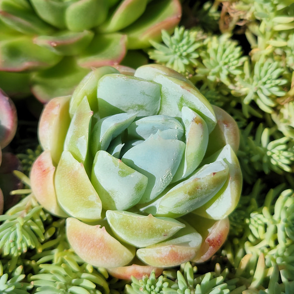 エケベリアセット！ マルセル ベリー アイスリバー 多肉植物 エケベリア 3枚目の画像