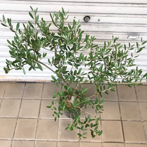オリーミー シプレッシーノ×ネバディロブランコ 創樹 オリーブの木 観葉植物 おりーぶ SOUJU（創樹）ブランド：オリーブの木*3号