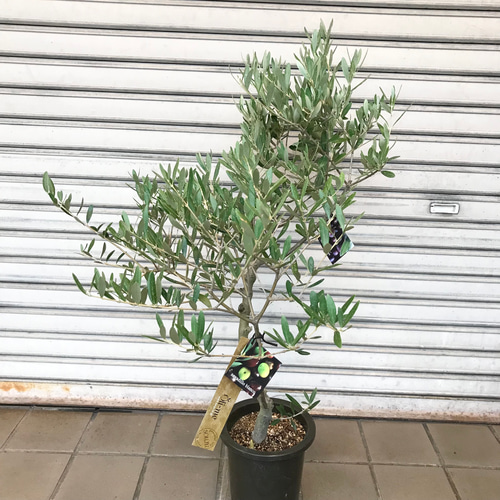 オリーブの木 Oli-me（オリーミー） ネバディロブランコ