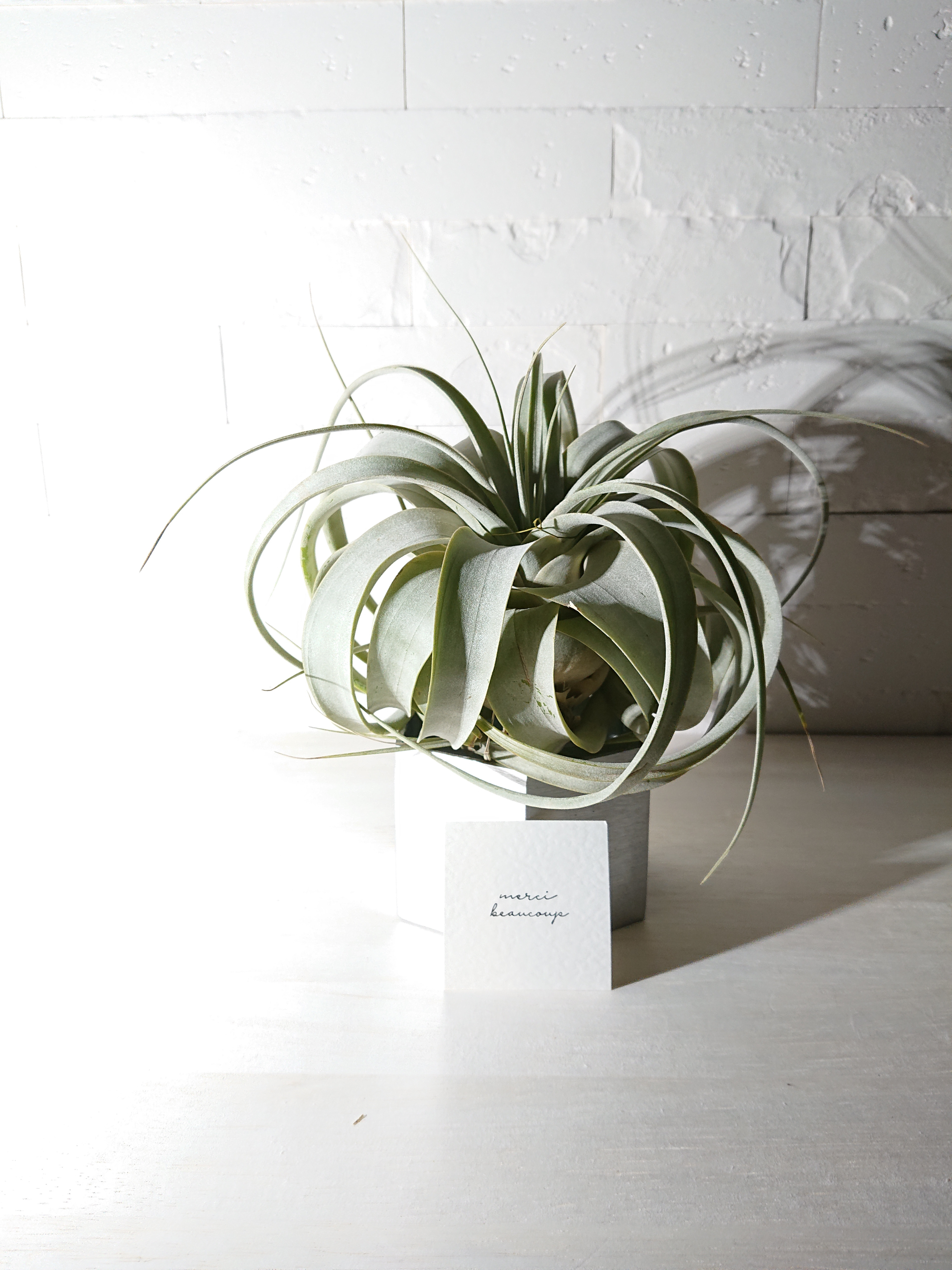 ●限定●希少  銀葉”チランジア　キセログラフィカ　ヘキサゴンカットスタンドセット（アルミ無垢）”観葉植物　エアプランツ