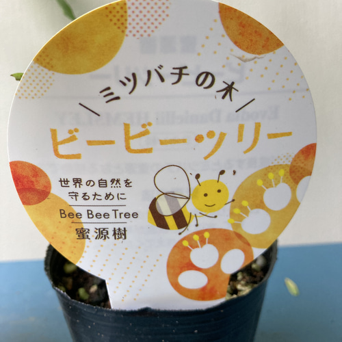 3年】ミツバチの木 ビービーツリー 蜜源樹 西洋蜜蜂 日本蜜蜂