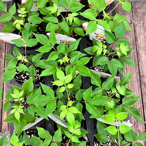 蜜蜂が集まる蜜源樹「ビービーツリー」＊イヌゴシュユ＊花木