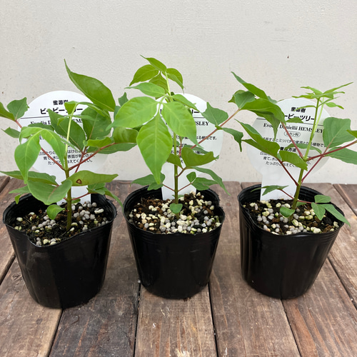 〔ナーオ〕【3年】ミツバチの木 ビービーツリー 蜜源樹 西洋蜜蜂 日本蜜蜂 d8743eae8d4ae1c591c6253496baac