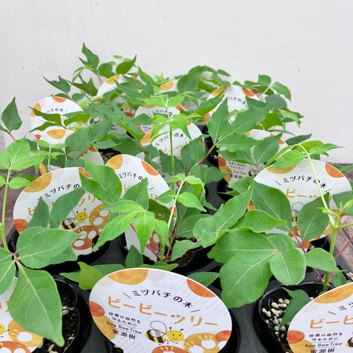 蜜蜂が集まる蜜源樹「ビービーツリー」＊イヌゴシュユ＊花木
