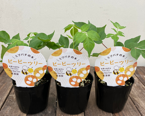 awane4918【3年】ビービーツリーミツバチの木 蜜源樹日本蜜蜂 3年】ミツバチの木 ビービーツリー 蜜源樹 西洋蜜蜂 日本蜜蜂