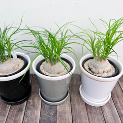 ぷっくりとしたかわいいトックリラン　ポニーテール＊観葉植物＊陶器鉢 2枚目の画像