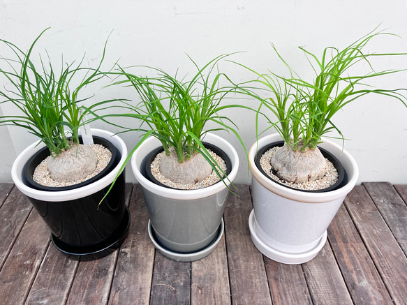 ぷっくりとしたかわいいトックリラン　ポニーテール＊観葉植物＊陶器鉢 2枚目の画像