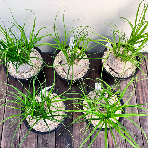 ぷっくりとしたかわいいトックリラン ポニーテール*観葉植物 ぷっくりとしたかわいいトックリラン ポニーテール*観葉植物