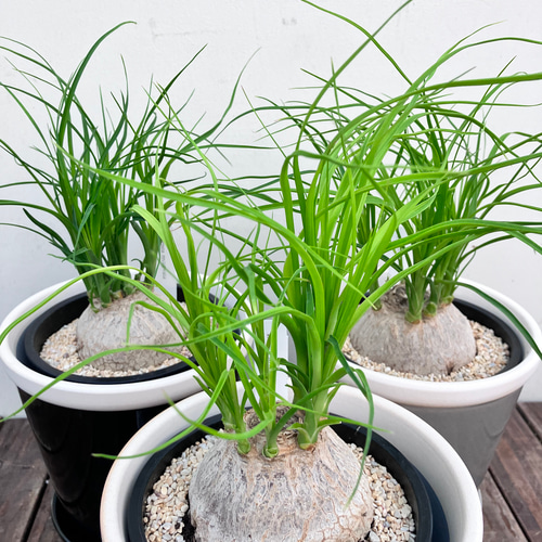 ぷっくりとしたかわいいトックリラン ポニーテール＊観葉植物