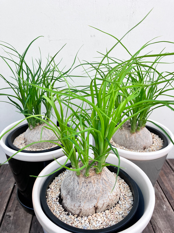 ぷっくりとしたかわいいトックリラン　ポニーテール＊観葉植物＊陶器鉢 4枚目の画像